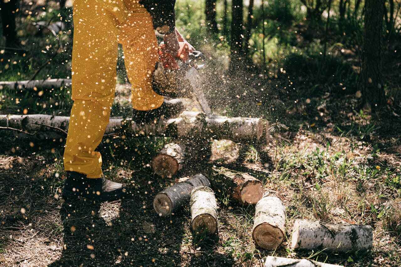 Best Stump Grinding Near Me  in Bellevue, MI